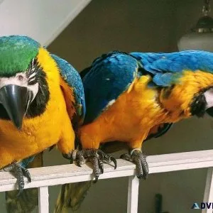 Blue and Gold Macaw Babies Pair