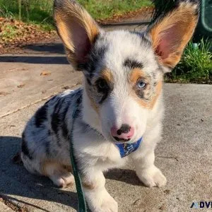 Cardigan welsh Corgi
