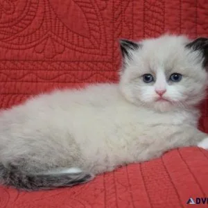 Ragdoll Kittens.