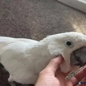 Lovely Cockatoos for Sale. Bonded Pair