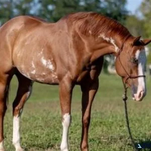 Beautiful Paint Mare. Cassie