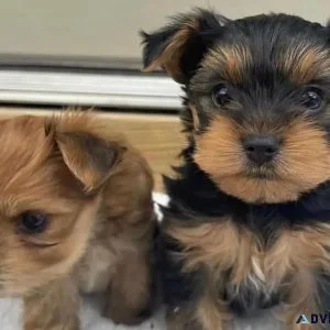 yorkie puppies boy