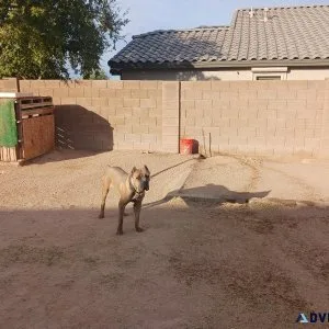 Cane Corsos