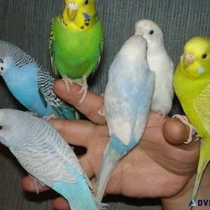 Baby Quaker Parrots for Sale