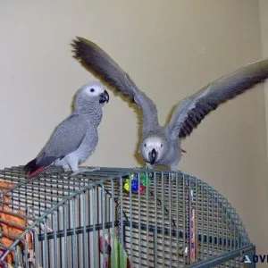 Two Beautiful Hand Reared African Grey Parrot and Cage For Sale.