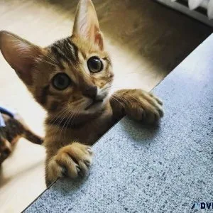 New Bengal Litres Available for rehoming