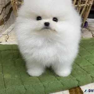 Toy size Pomeranian