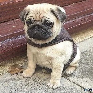 Pug Puppies For Sales