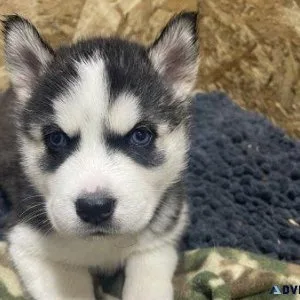 AKC Siberian Husky Puppies Left