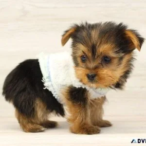 RARE Micro Miniature Yorkie Puppies