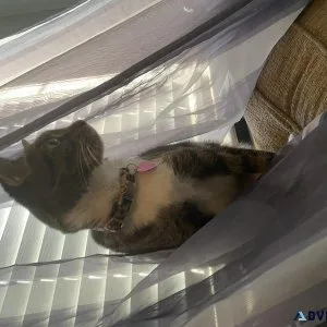 Free female cat