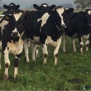 Holstein Friesian cattle for sale