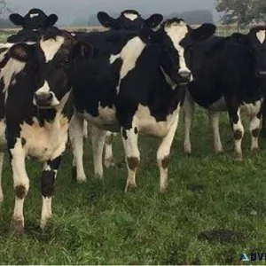 Holstein Friesian cattle for sale