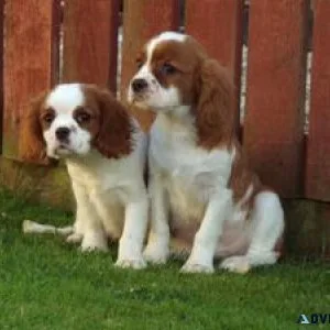 Beautiful Cavalier King Charles puppies