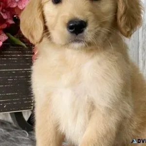 Golden Retriever puppies