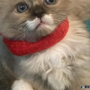 Purebred ragdoll kittens