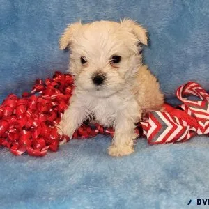 Morkie male Snickers
