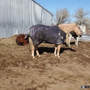 Horse for sale