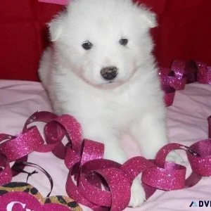 AKC Registered Samoyed Puppies For Sale