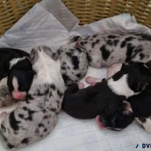 Beautiful Australian Shepherd puppies for sale
