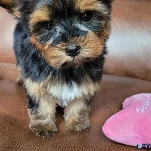 Lovley Yorkie puppies