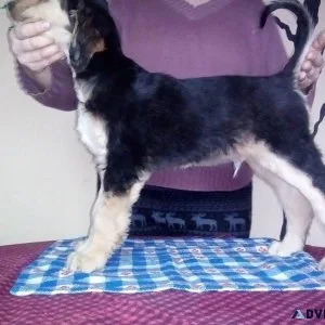 Healthy Afghan Hound puppies available