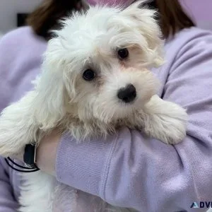 Malti-Poo F1B available