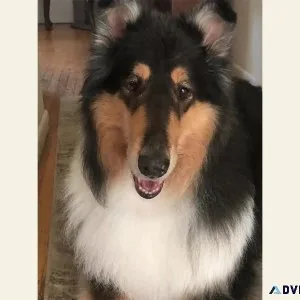 Pet of the Month Flynn The Lodger - Vet Clinic in Markham ON