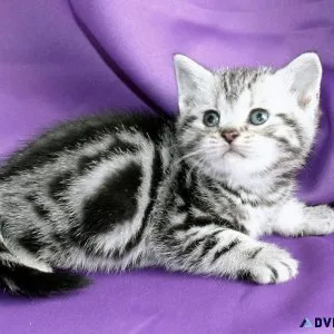 American shorthair kittens for sale.