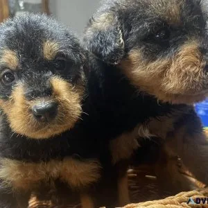 Airedoodles puppies Ready For Their Forever Home