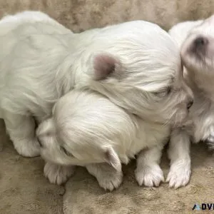Maltese Puppies For Sale