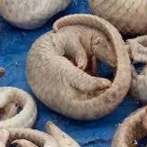 Bebies pangolins and scales for sale