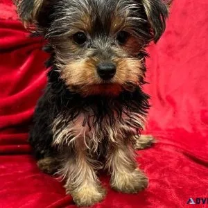 Yorkshire Terrier Pups