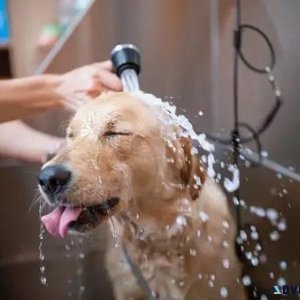 Dog Groomers in Chandigarh Dog Baths Haircuts Nail Trimming