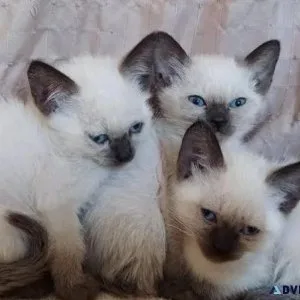 Ragdoll kittens available