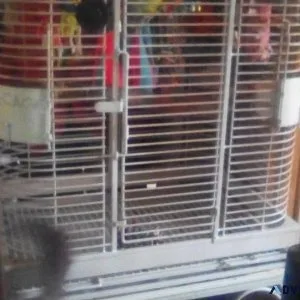 Cali cage for sale