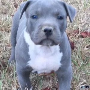 Beautiful American Pit Bull Terrier puppies Available.