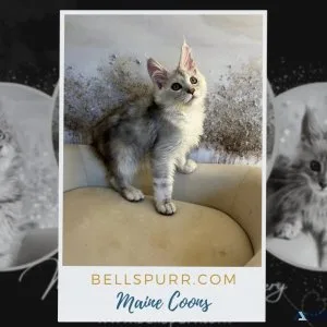 Maine Coon Kittens in Texas