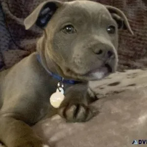 Pure Breed Stafforshire Terrier Puppies