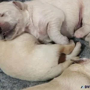 Golden retriever puppies