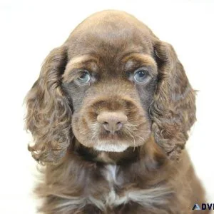 Sweet Cocker Spaniel Pup For Sale