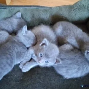 PURE Russian Blue Kittens