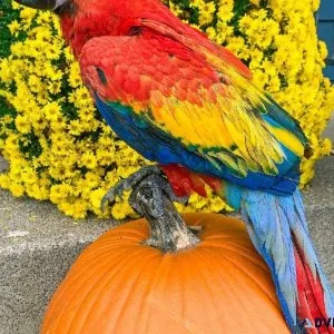 Super Friendly Scarlet Macaws For Sale With Accessories.