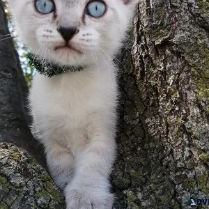 Traditional Siamese Lynx Point