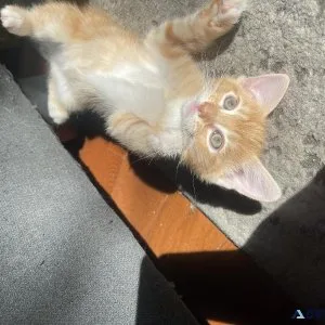 Mixed orange ragdoll kitten