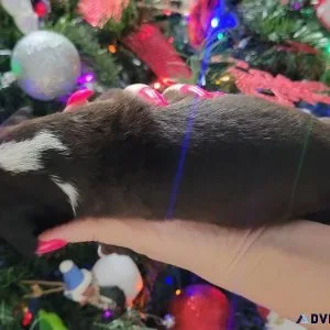 AKC BOXER PUPPIES