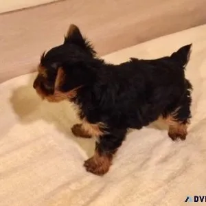 Charming Yorkshire Terrier Puppies