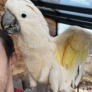 VBK Cockatoo Parrots for sale.