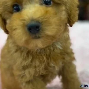 TOY POODLES .. last 2 left to rehome