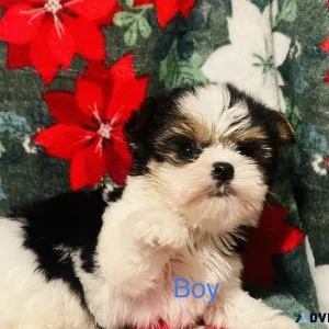 Yorkie Biewer male and female